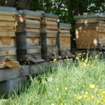 FAHRRADTOUR zum Auftakt der Bienenwoche zum Lehrbienenstand nach Moosrain
